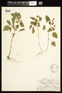 Solanum americanum image