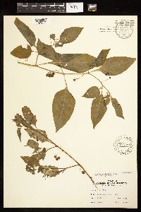 Solanum americanum image