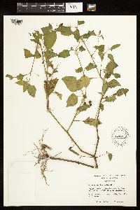 Solanum americanum image