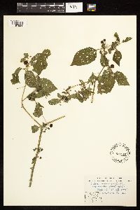 Solanum americanum image