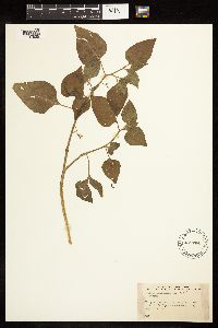 Solanum americanum image