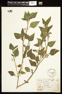 Solanum americanum image