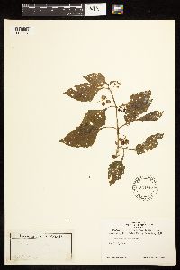 Solanum americanum image