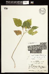 Solanum americanum image