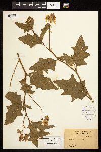 Solanum carolinense image