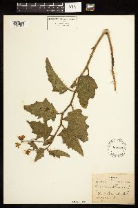 Solanum carolinense image