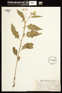 Solanum carolinense image