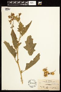 Solanum carolinense image