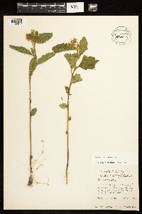 Solanum carolinense image