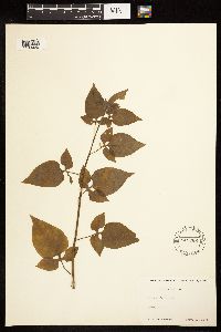 Solanum dulcamara image