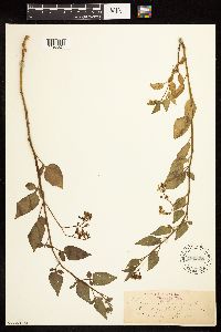 Solanum dulcamara image