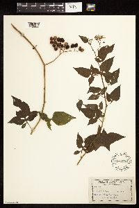 Solanum dulcamara image