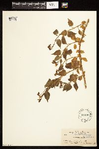 Solanum dulcamara image