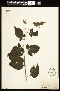 Solanum dulcamara image