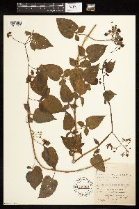 Solanum dulcamara image