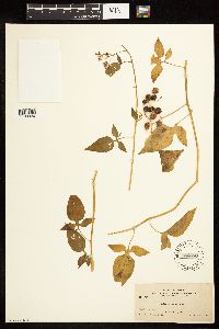 Solanum dulcamara image