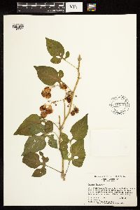 Solanum dulcamara image