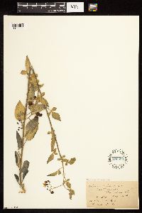 Solanum dulcamara image