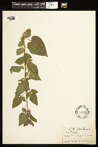 Solanum dulcamara image