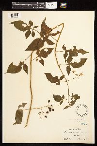 Solanum dulcamara image