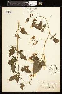Solanum dulcamara image