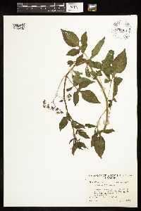 Solanum dulcamara image