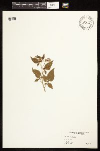 Solanum dulcamara image