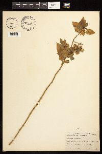 Solanum dulcamara image