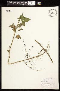 Solanum dulcamara image