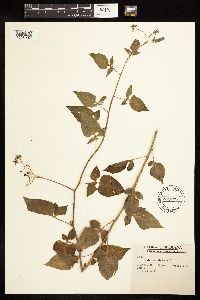Solanum dulcamara image