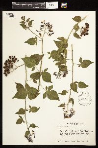 Solanum dulcamara image