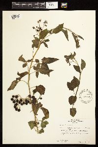 Solanum dulcamara image