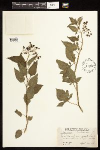 Solanum dulcamara image