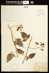 Solanum dulcamara image