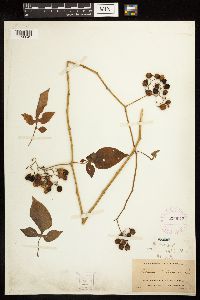 Solanum dulcamara image