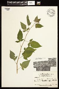 Solanum dulcamara image