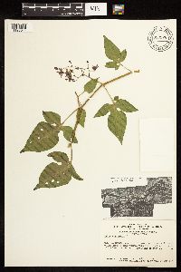 Solanum dulcamara image
