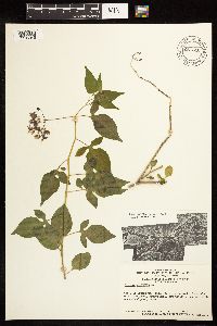 Solanum dulcamara image