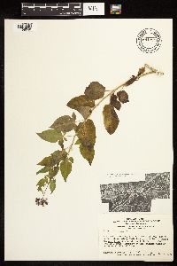 Solanum dulcamara image