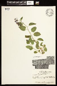 Solanum dulcamara image