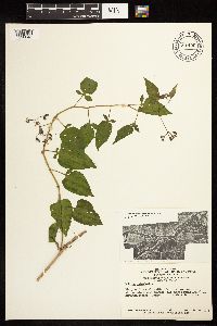 Solanum dulcamara image