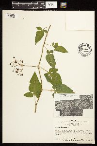 Solanum dulcamara image