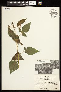 Solanum dulcamara image