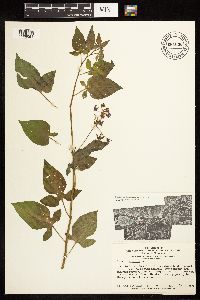 Solanum dulcamara image