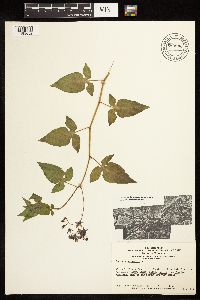 Solanum dulcamara image