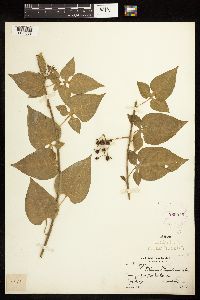 Solanum dulcamara image