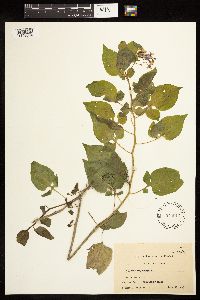 Solanum dulcamara image