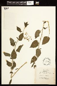 Solanum dulcamara image