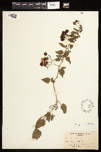 Solanum dulcamara image