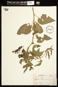 Solanum dulcamara image